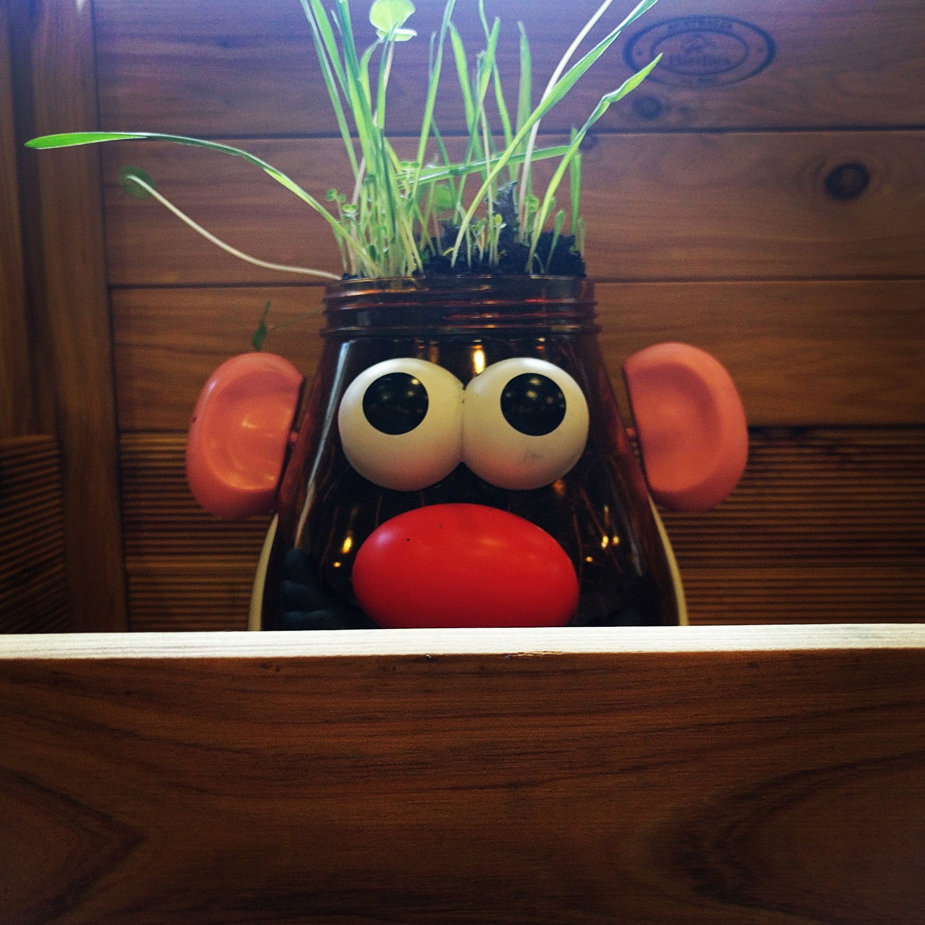 Potato plants growing from a giant Mr Potato Head