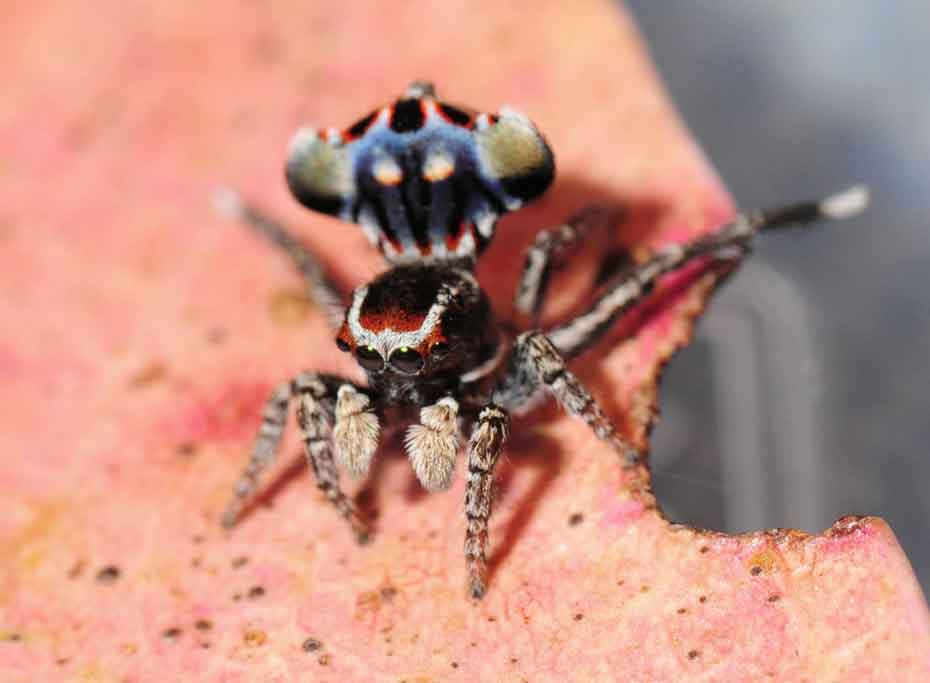A Maratus Harrisi peacock spider