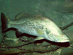 A barramundi swimming