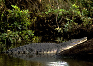 Saltwater crocodile