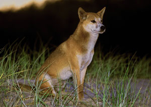 A dingo