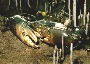 A mud crab