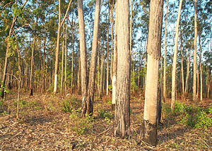 Stringybark tree forest