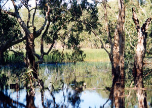 A Kakadu wetland