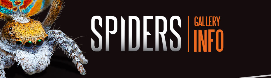 Spiders gallery infomation