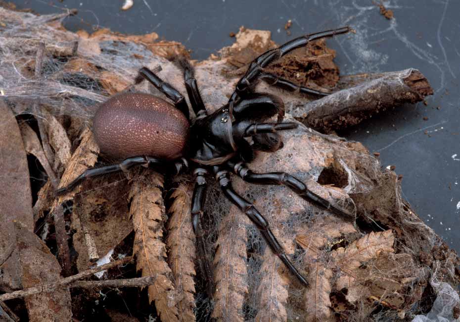a large spider