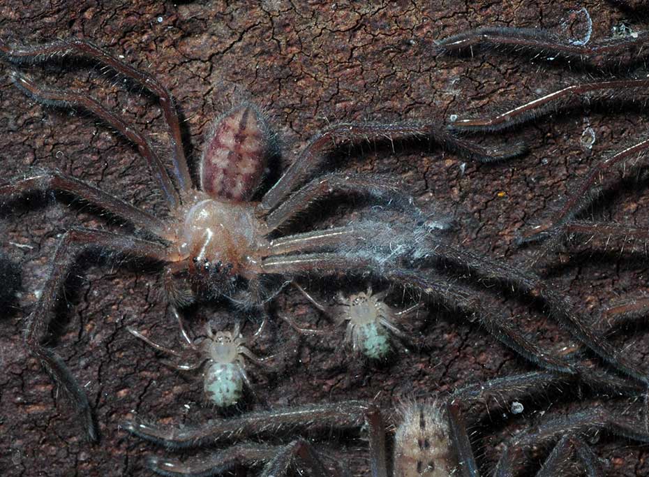Communal huntsman spider with babies