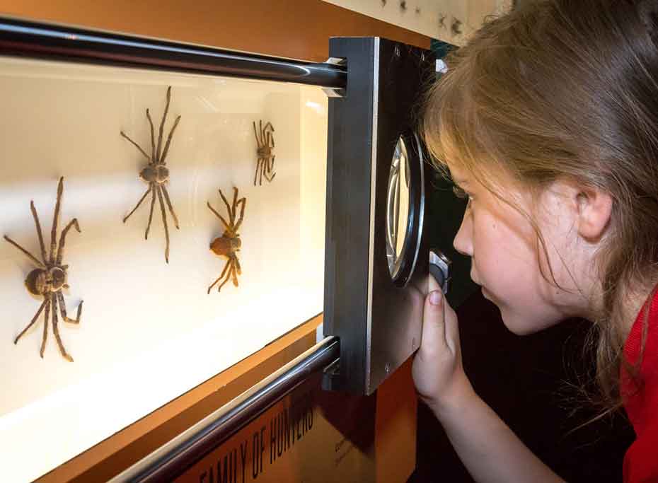 A girl looks at several examples of spider through a magnifying glass
