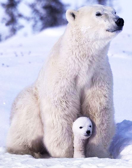 A large polar bear and her cub sitting in the snow.