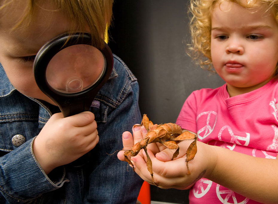 a young boy looking through a magnifying glass and a young girl holding a large insect.