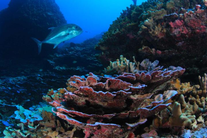 20180706-Coral-Sunscreen-reef-banner-1920x1080.jpg