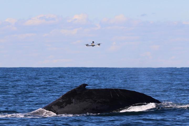 20190304_whale-snot-banner_correct.jpg