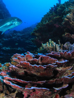 A fish cruises over a colourful coral reef