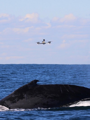 Image of a drone hovering above a breaching humpback whale in the ocean 