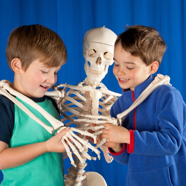 Two young boys holding the arms of a full sized skeleton.
