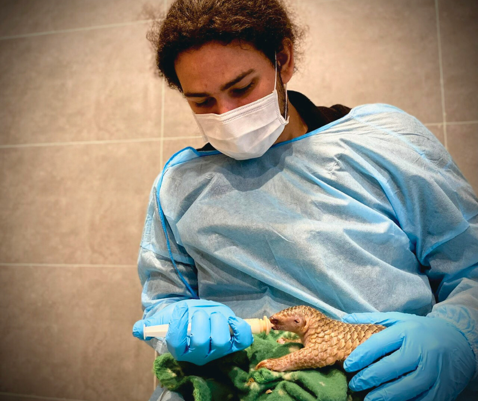 Jordan McGrath feeding a baby Pangolin on his lap