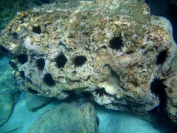 underwater-urchin.jpg