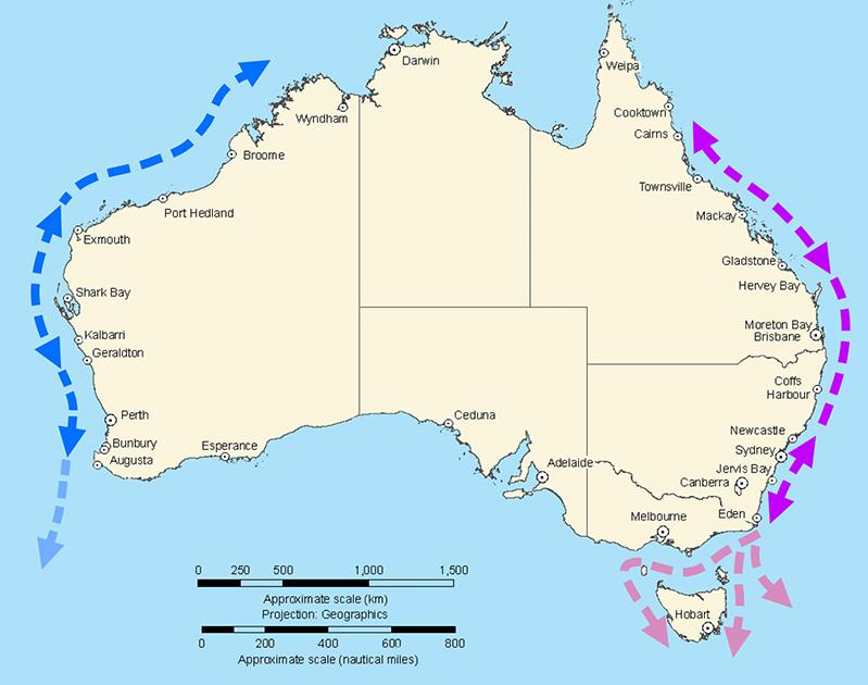 underwater-whale_migration.jpg